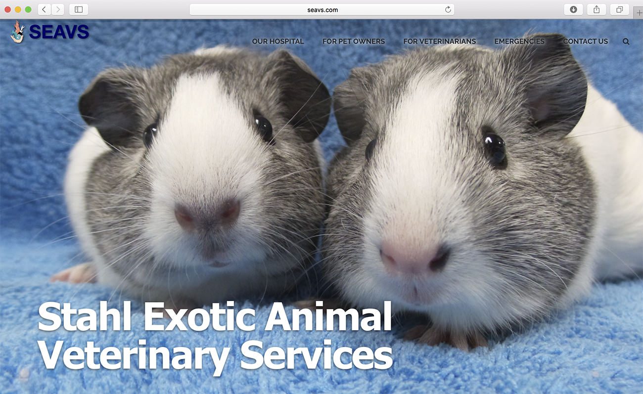 Specialization exotic animals - Marketing for veterinary clinics