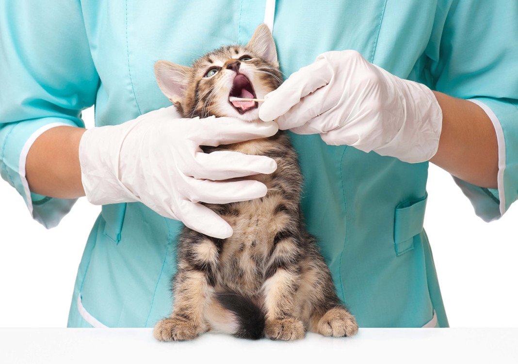 Marketing para clínicas veterinarias